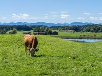 23 Osterseen - Iffeldorf